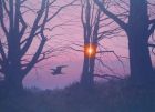 &#039;Heron Sunrise&#039;  oil on canvas